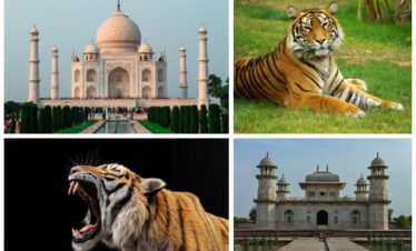 Taj Mahal & Tiger Tour