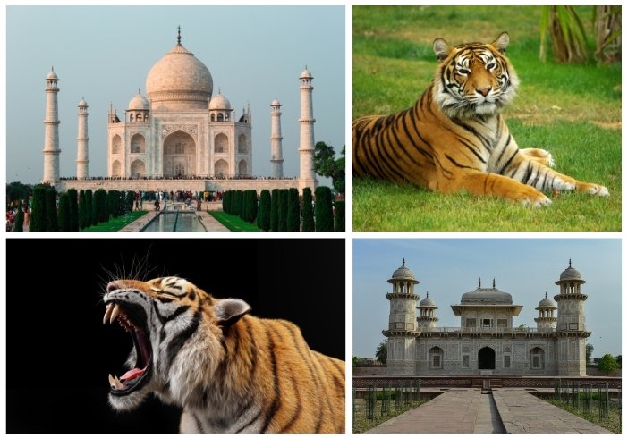 Taj Mahal & Tiger Tour